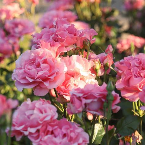 ysl tea rose